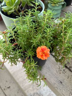 Biautiful Plant $5