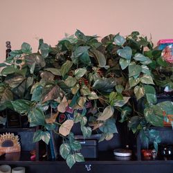 Decorative Plant
