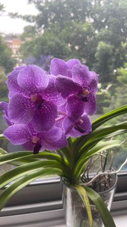 Blooming Vanda Orchid
