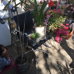 Plants/flowers