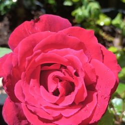 Rose plants 🌹