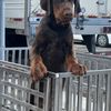 Doberman 