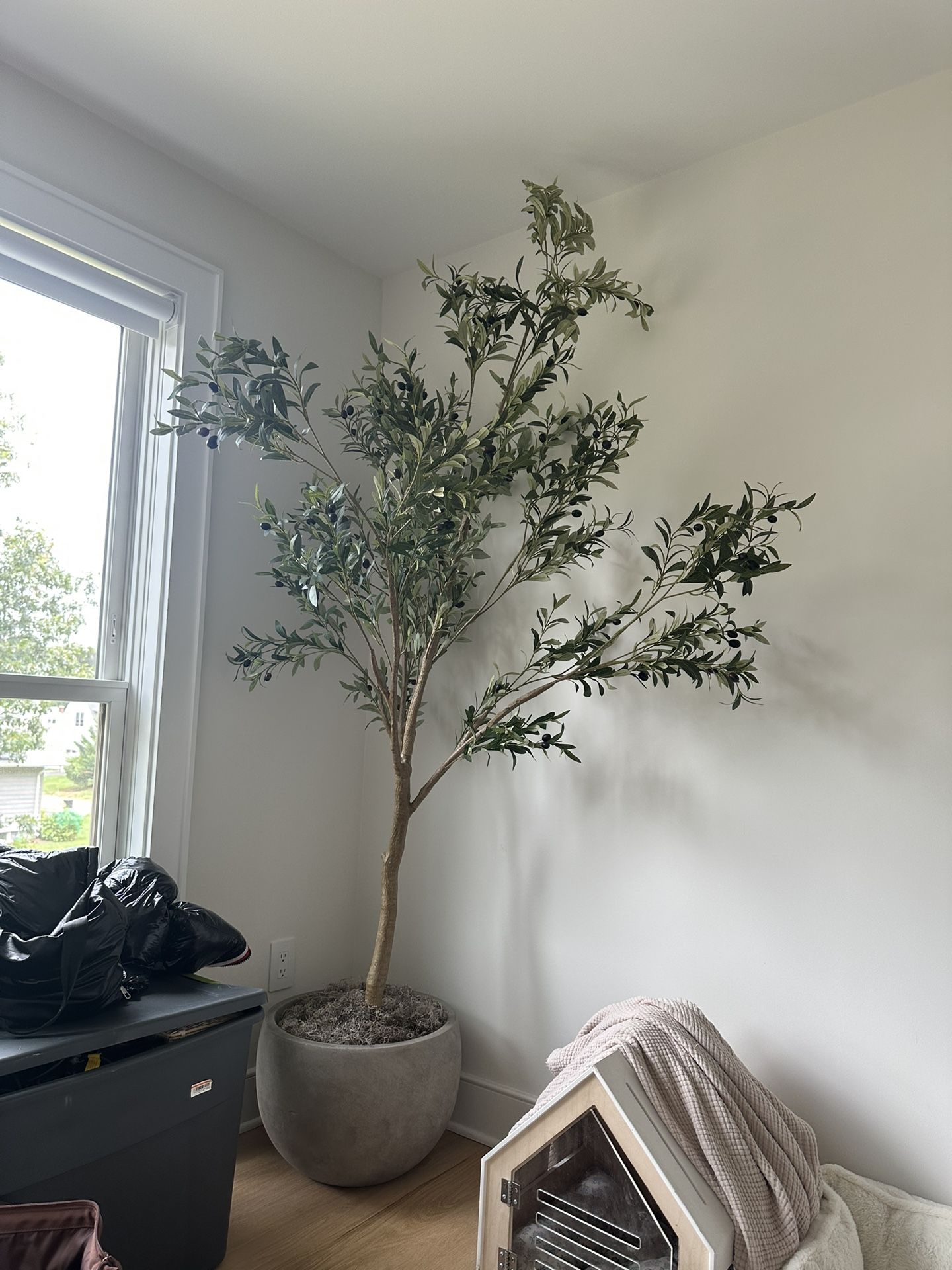 Fake, Tall, Beautiful Olive Tree