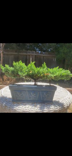 Bonsai plant for sale $45 each Bonsai plant for sale $45