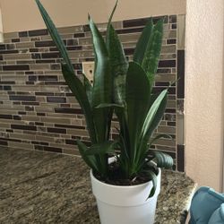 Snake plants