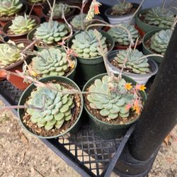 Big Succulent Plant 4 Inch