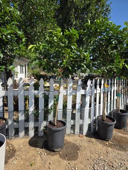 $245 Big Lemon Mayer 🍋 with lots of fruit