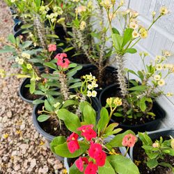 Coronas de cruz 1 Gallon