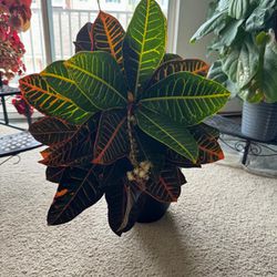 Beautiful Crotons For Sale