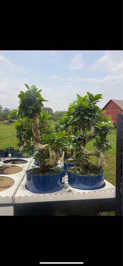 S-Shaped Bonsai tree - Free local delivery