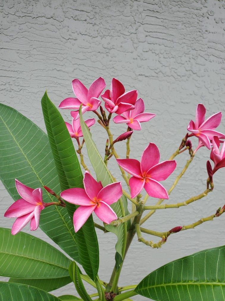 Pink Plumeria/Frangipani, 5 Feet Tall