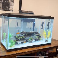 29 gallon Aquarium Setup — Full Package! Cash Only — Need Gone ASAP 