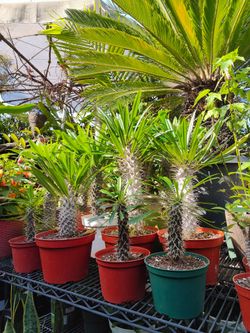 Madagascar Palm