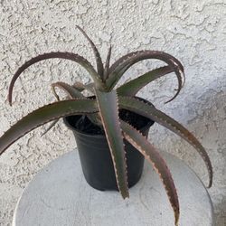 6 Inch Pot Succulent Plant - Aloe Arborescens - Candelabra Aloe - Torch - Rooted & Established - 🪴- Drought Resistant 