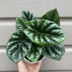 4” Rare Alocasia Sinuata 