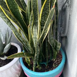 Snake Plant 