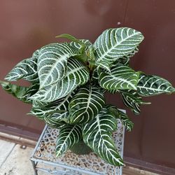 6” zebra plant