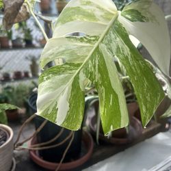 Rooted in Passion: Our Unique Plant Story