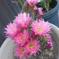 Cactus  Muchos  Colores Y Algomas