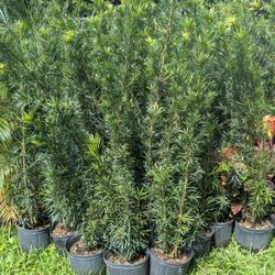 Podocarpus Over 4 Feet Tall Instant Privacy Hedge For Fence