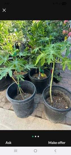 Hawaiian Papaya