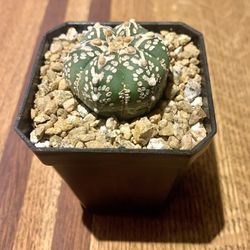 Astrophytum Asterias Superkabuto