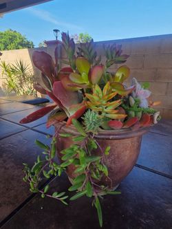 Decoration Suculents Plants Mix