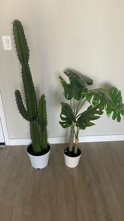 Plants