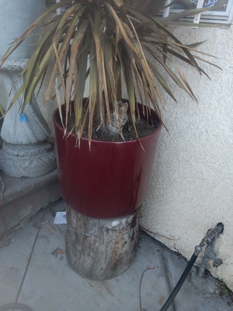 Vintage Ceramic Pot With Plant ☘️