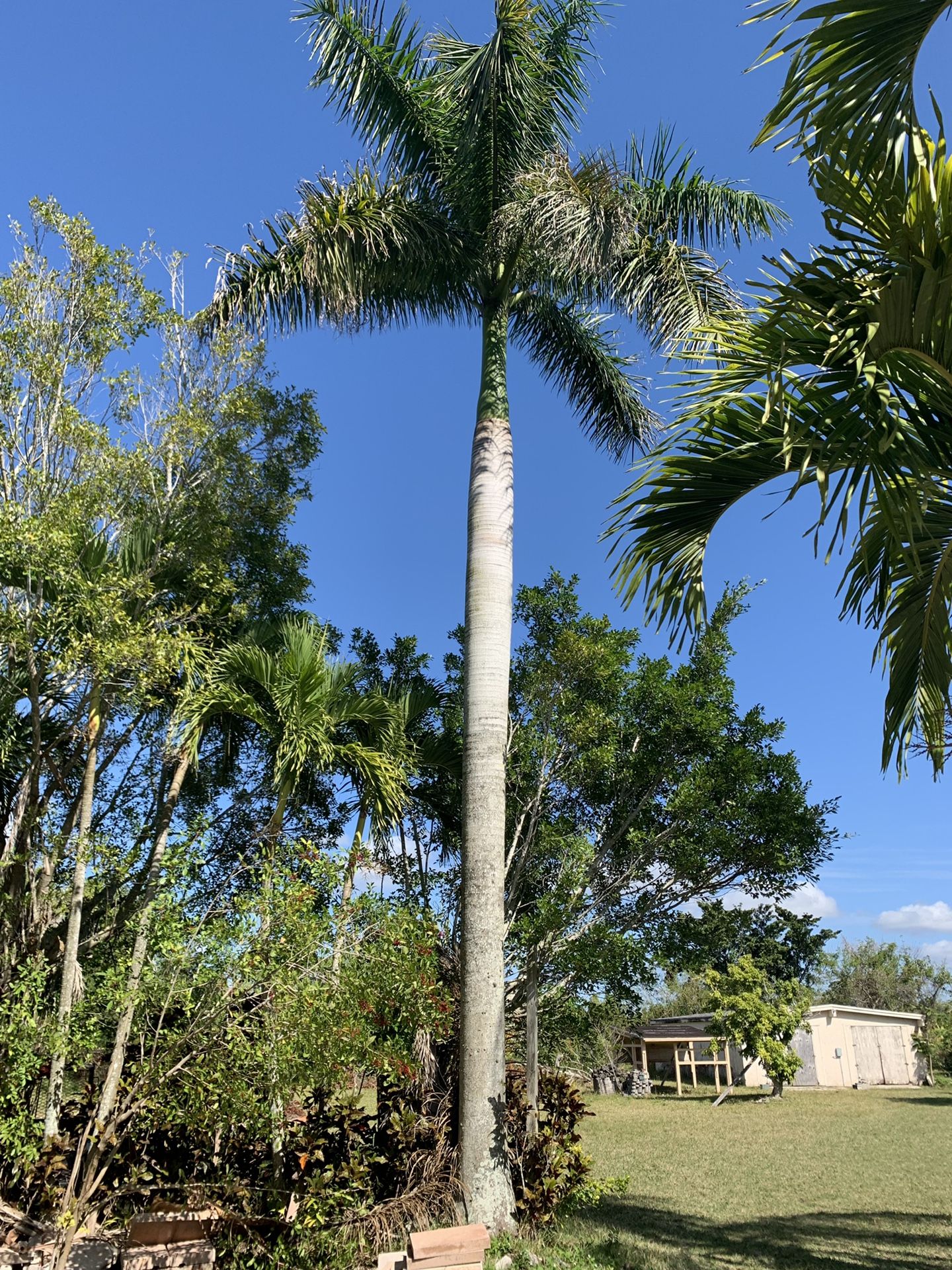 Royal Palms for sale or trade for Sale in Homestead, FL OfferUp