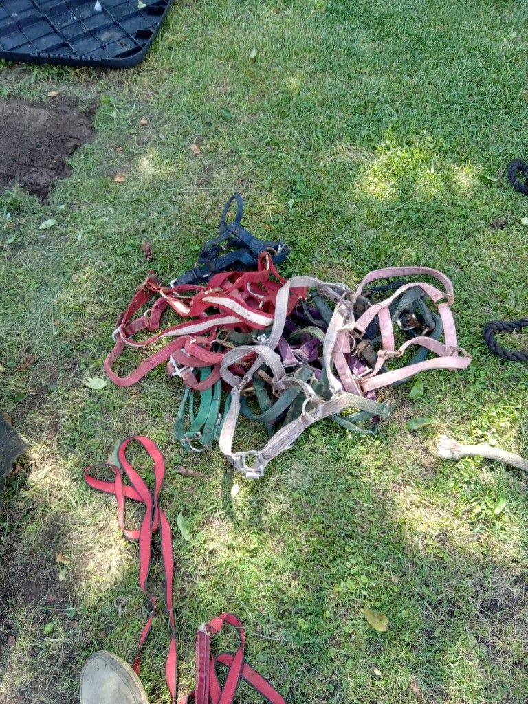 Horse Bridles