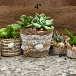 Sea Shell Succulent Event Favors/handouts 