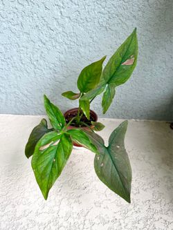 Syngonium  pink  splash  plant