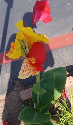 1 gallon plants for sale