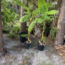 Plantain Tree