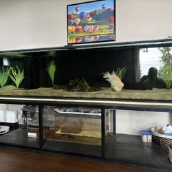 300 Gallon Glass Fish Tank- Aquarium - $1,200