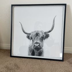 Bull Frame 