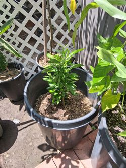Orange tree