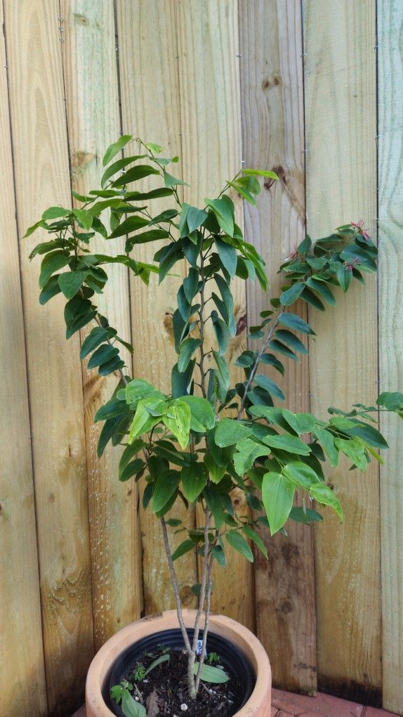 LIVE PLANT 3ft Bauhinia jenningsii Cows Tongue Fused leaf Orchid Tree