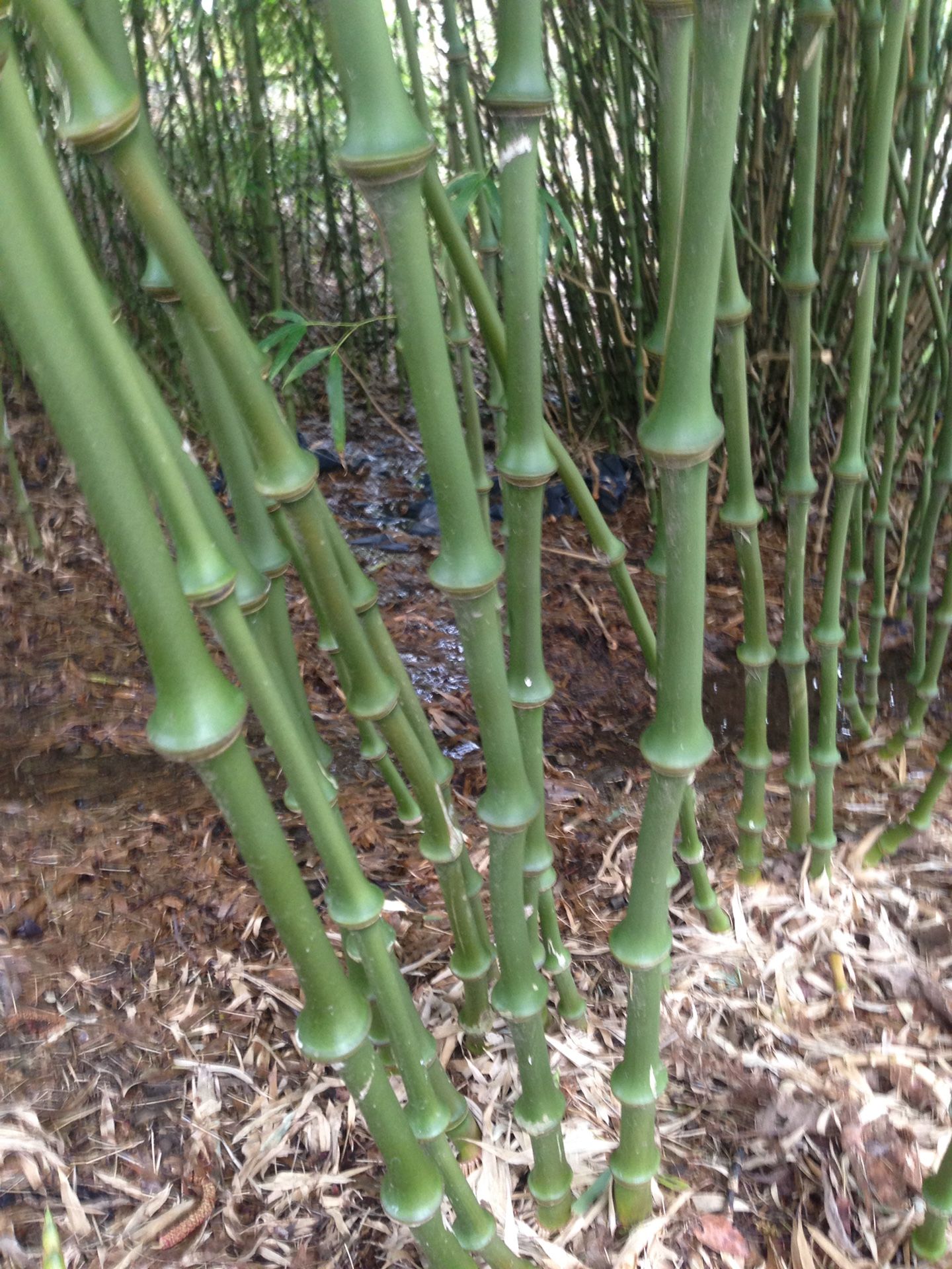 Bamboo, Qiongzhuea tumidissinoda