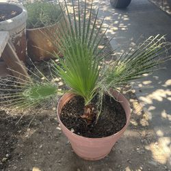 Plantas For  Sale 