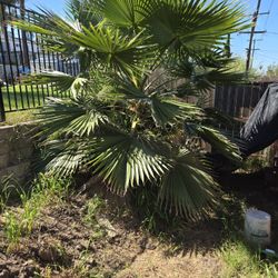 Free Palm Tree