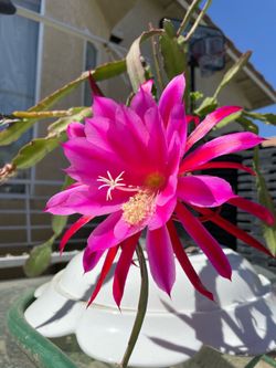 Orchid Cactus