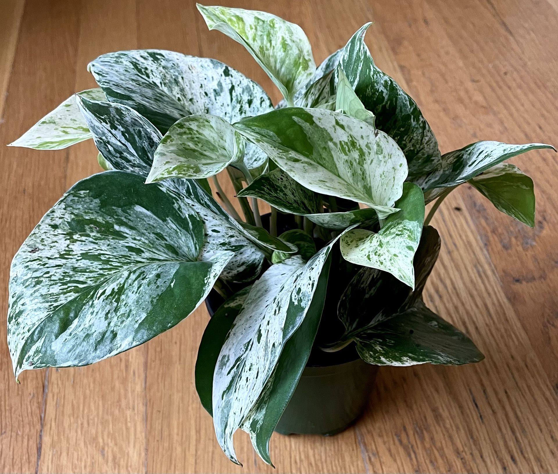Marble Queen Pothos / LowLight Friendly/ Free Delivery Available for