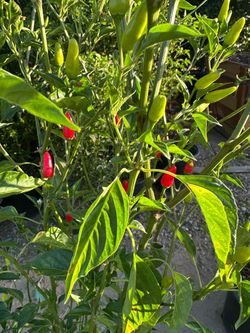 Chilli plant