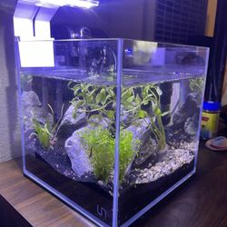 Fish Tank With Plants, Rocks 