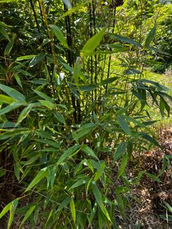Free cut black bamboo stalks