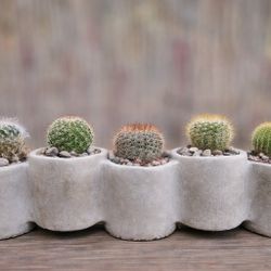 Connected Cement Planter – Succulent or Cactus Arrangement – Modern Decor
