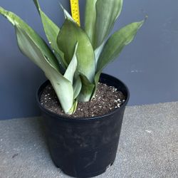 Snake Plant