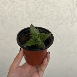 Succulent